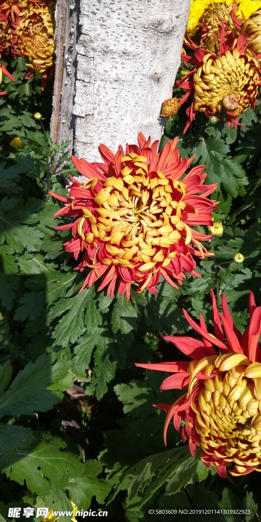 菊花