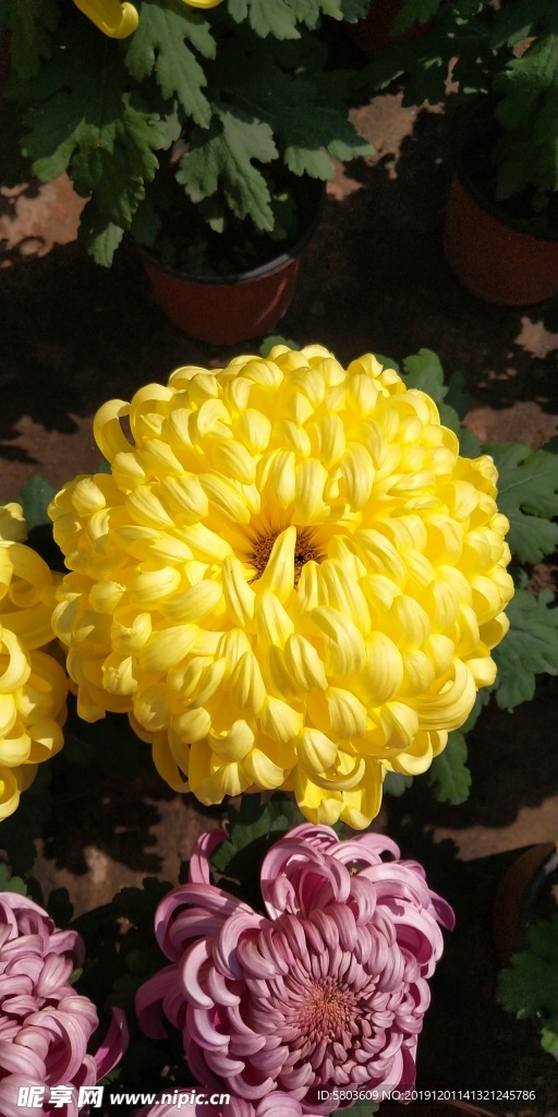 菊花图片