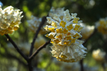 结香花