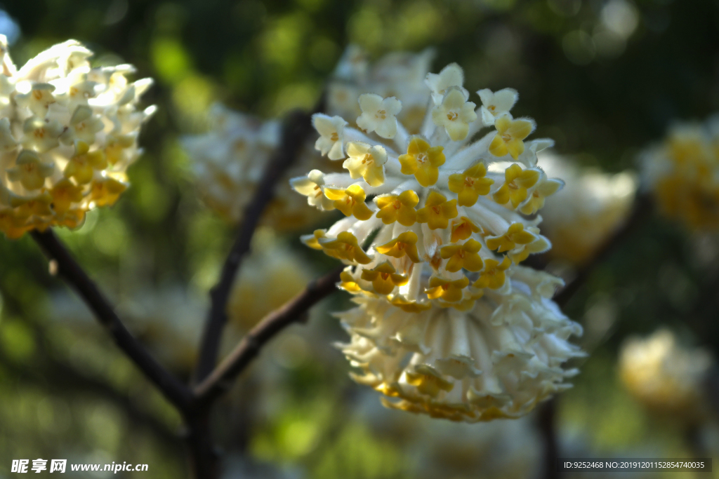 结香花