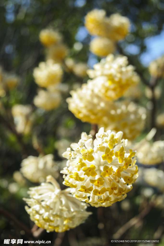 结香花