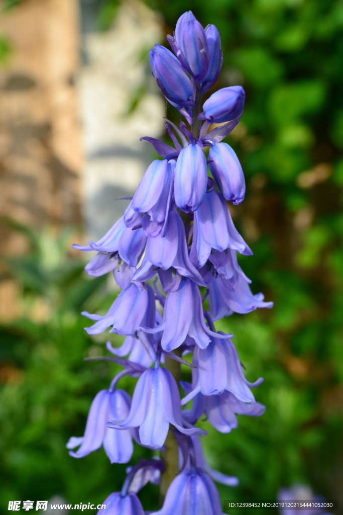 蓝莲花