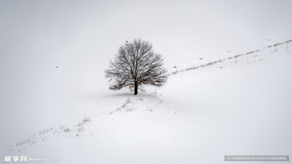 冬天 雪地 大雪 树木 风景