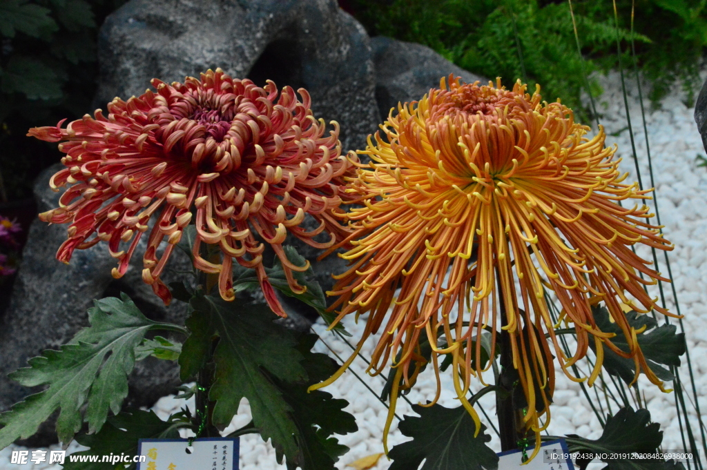 菊花