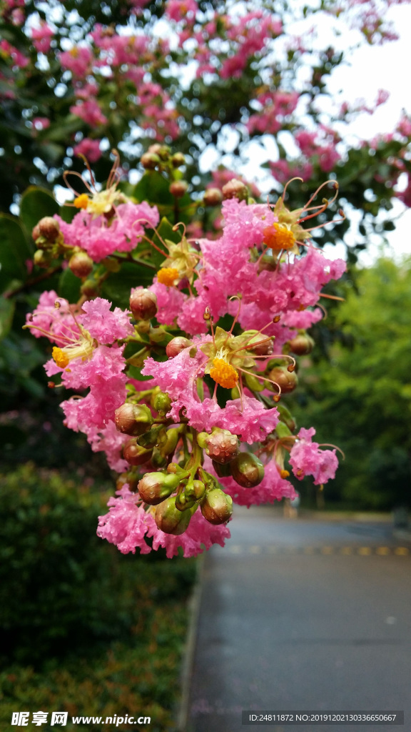 紫薇花  露水花 心花