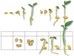 豆芽生长过程图