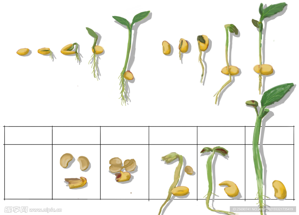 大豆植物生长阶段infographic元素 大豆的增长的过程从种子的，成熟大豆的新芽 向量例证 - 插画 包括有 种田, 萌芽: 138802369
