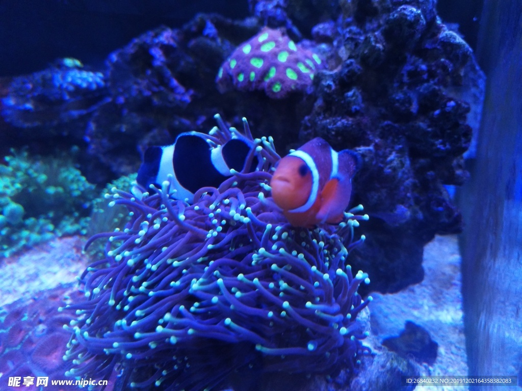 珊瑚 鱼