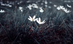 小白花