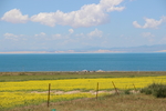 青海湖 蓝天 白云 油菜花