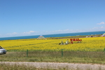 青海湖 骑行  花海  湖