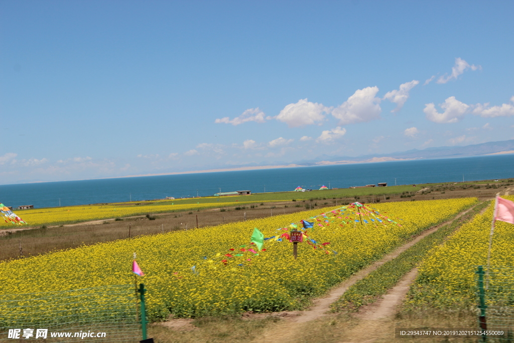 青海湖   花海 油菜花  美