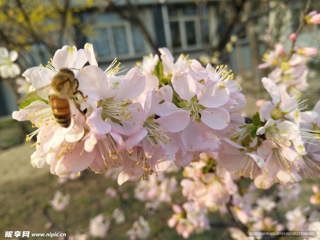 蜂恋花