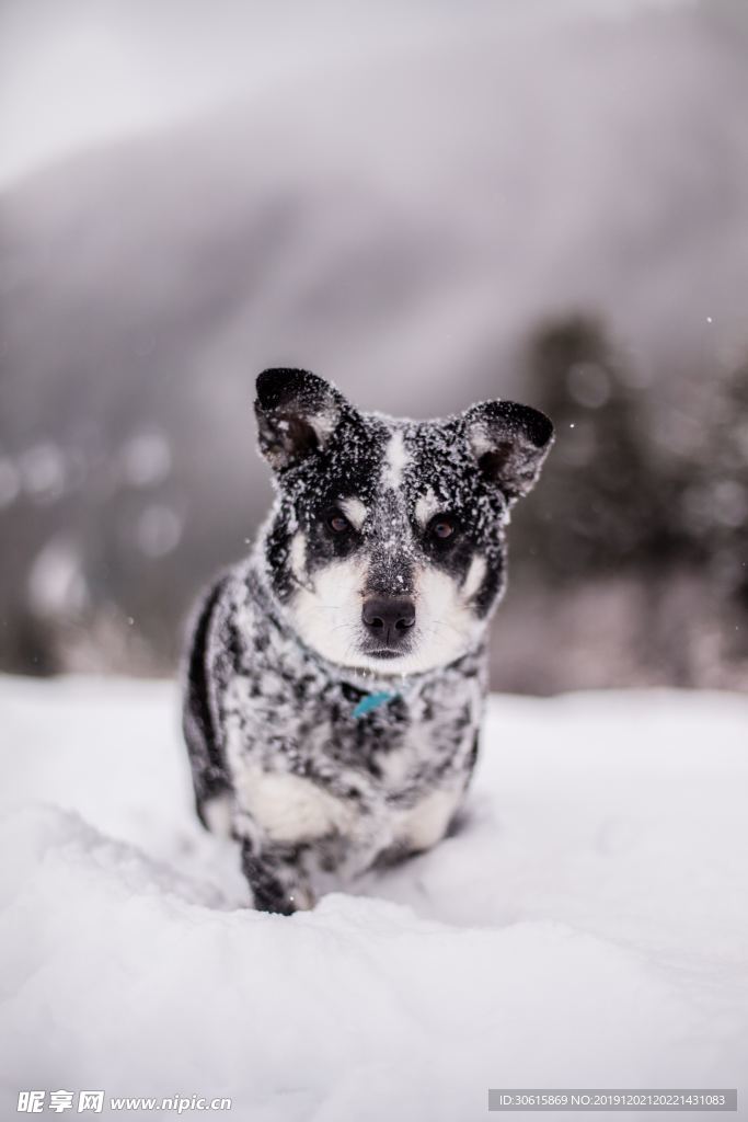 雪狗