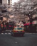 樱花 街道 城市 夏天  夏季