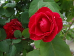 玫瑰花