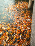 锦鲤