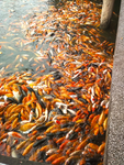 锦鲤