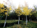 银杏树
