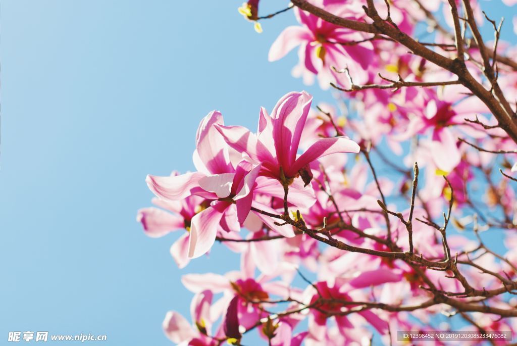 玉兰花