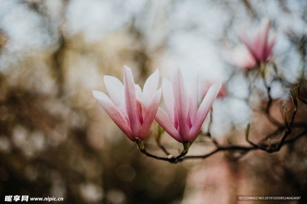 玉兰花