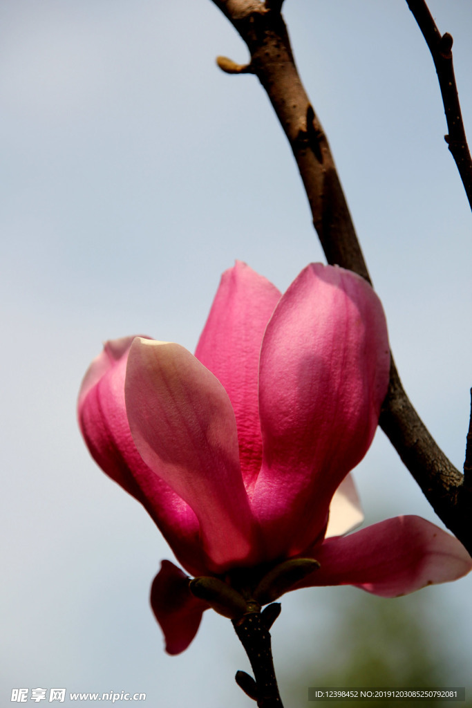 玉堂春鲜花