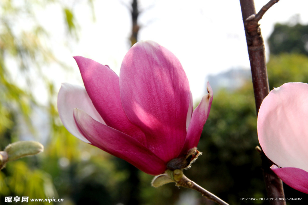 玉堂春鲜花