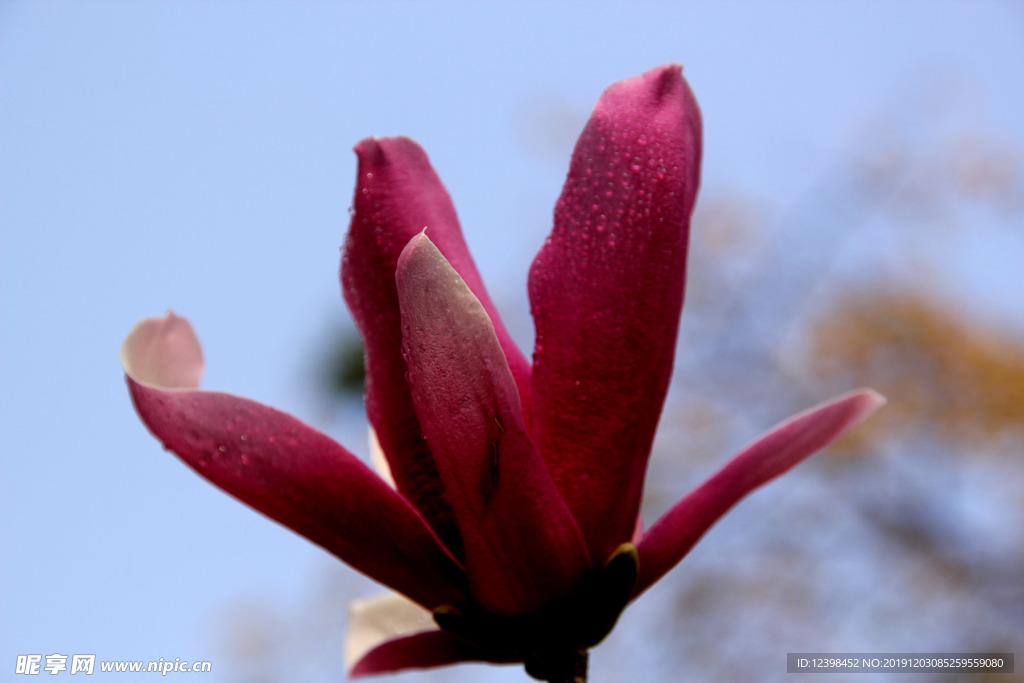 玉堂春鲜花