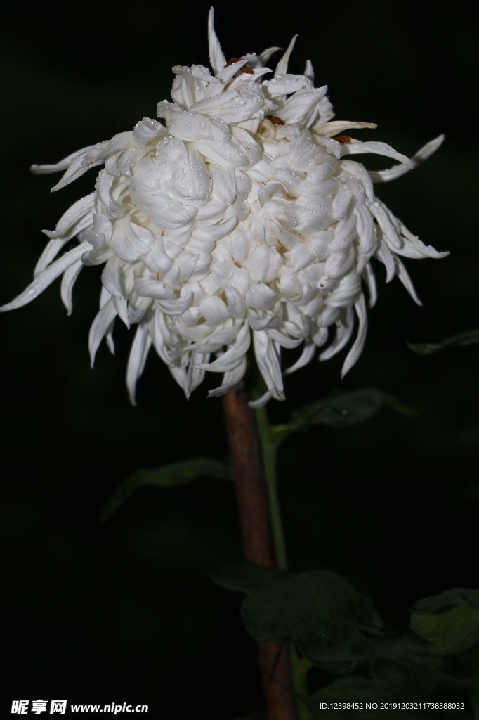 美丽的菊花