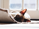 小猫 猫咪 宠物 背景