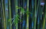 竹