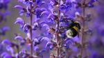 蜜蜂