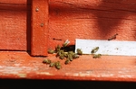 蜜蜂