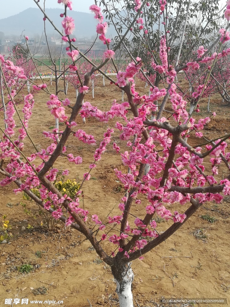 桃花