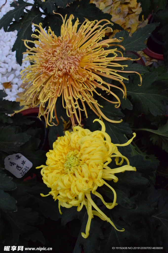 菊花