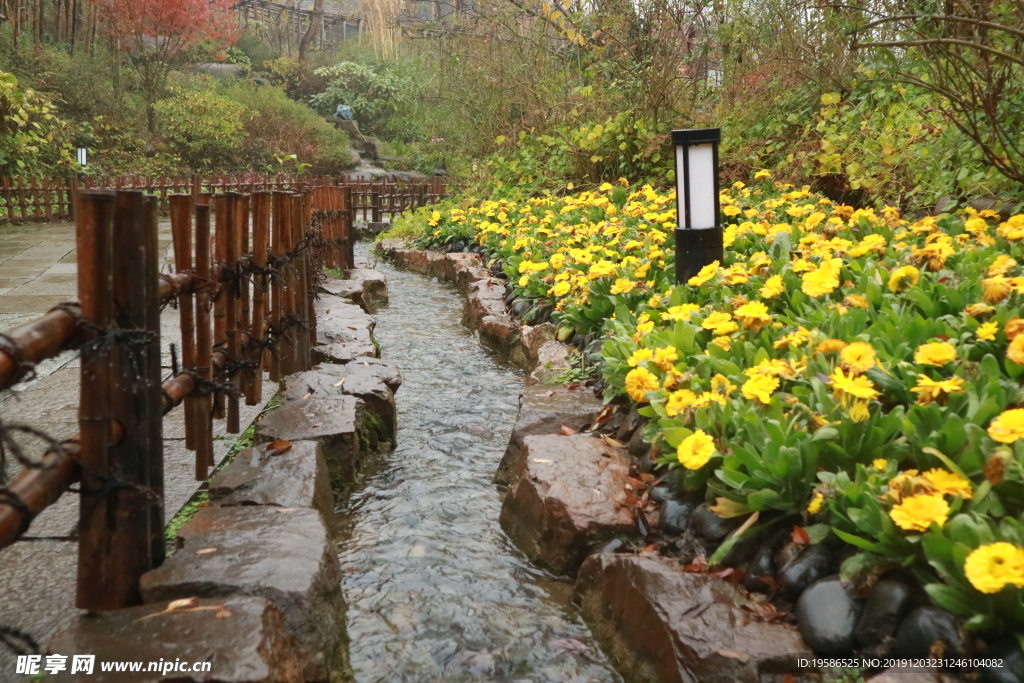 路边 花 黄花 溪 无锡拈花湾