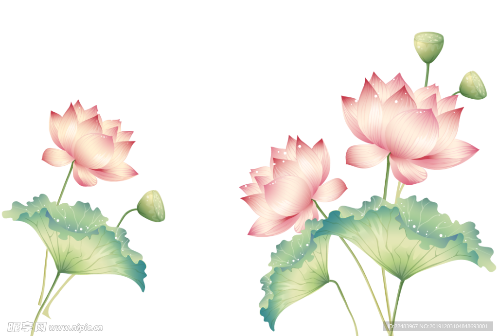 荷花