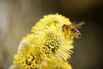 采蜜 蜜蜂 昆虫 花朵 花粉