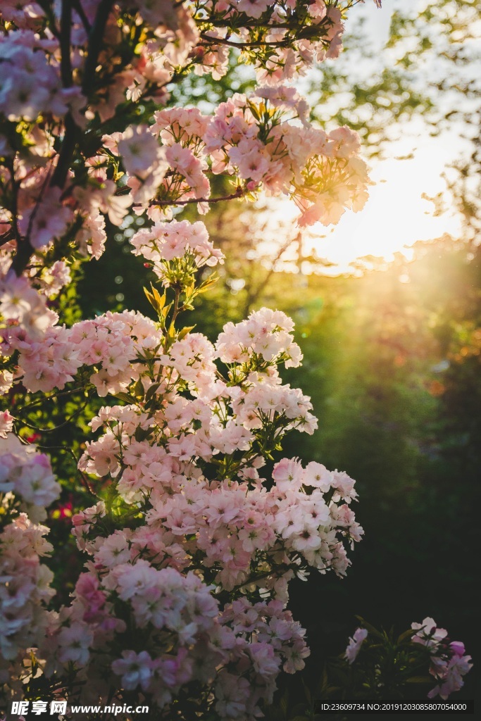 开花 花园 自然 粉红色