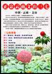 正宗云南文山三七海报