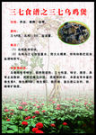 三七食谱三七乌鸡煲海报