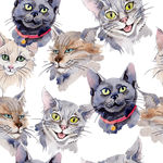 猫