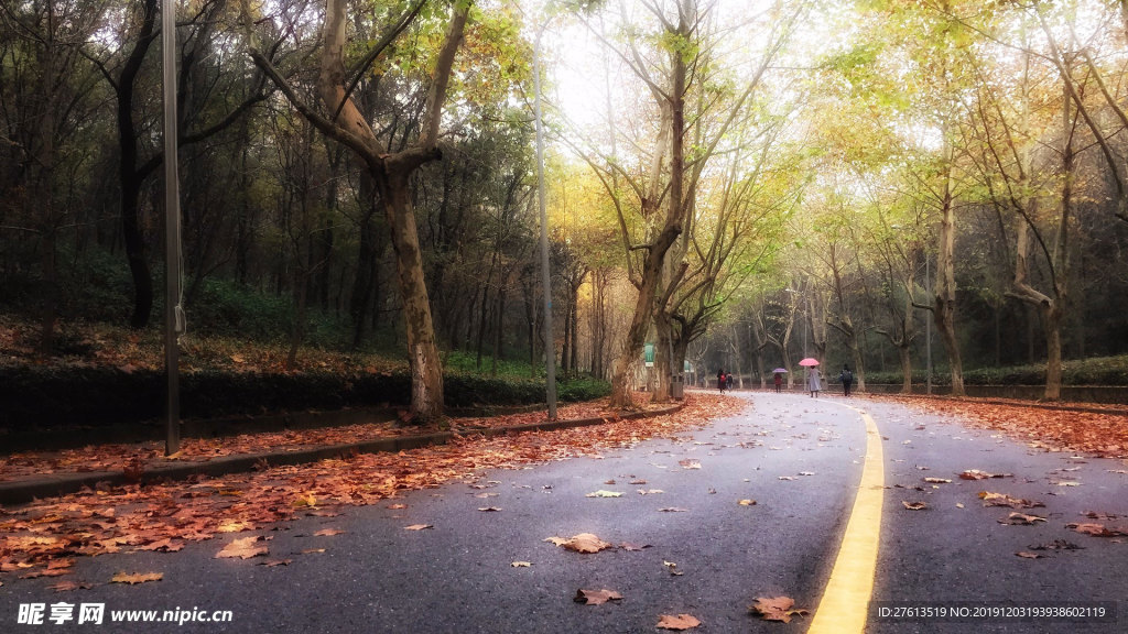 蜿蜒的林荫公路图片