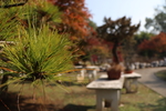 松针