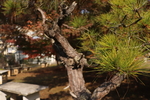 松叶
