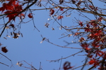 枫叶 天空