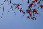 枫叶 天空