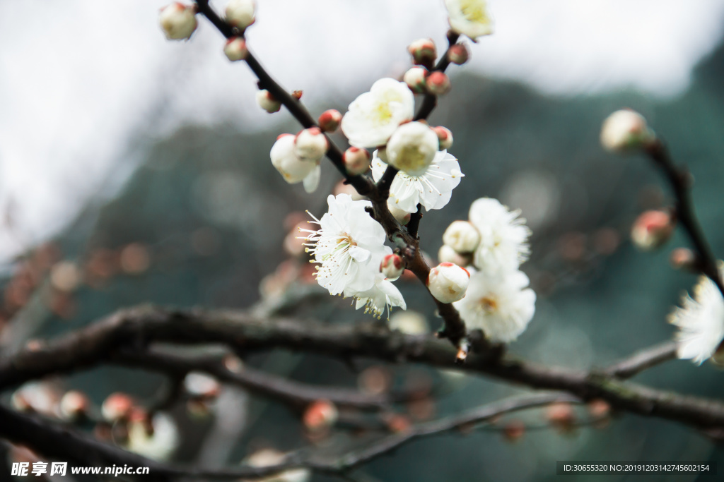 梅花