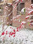 雪 果
