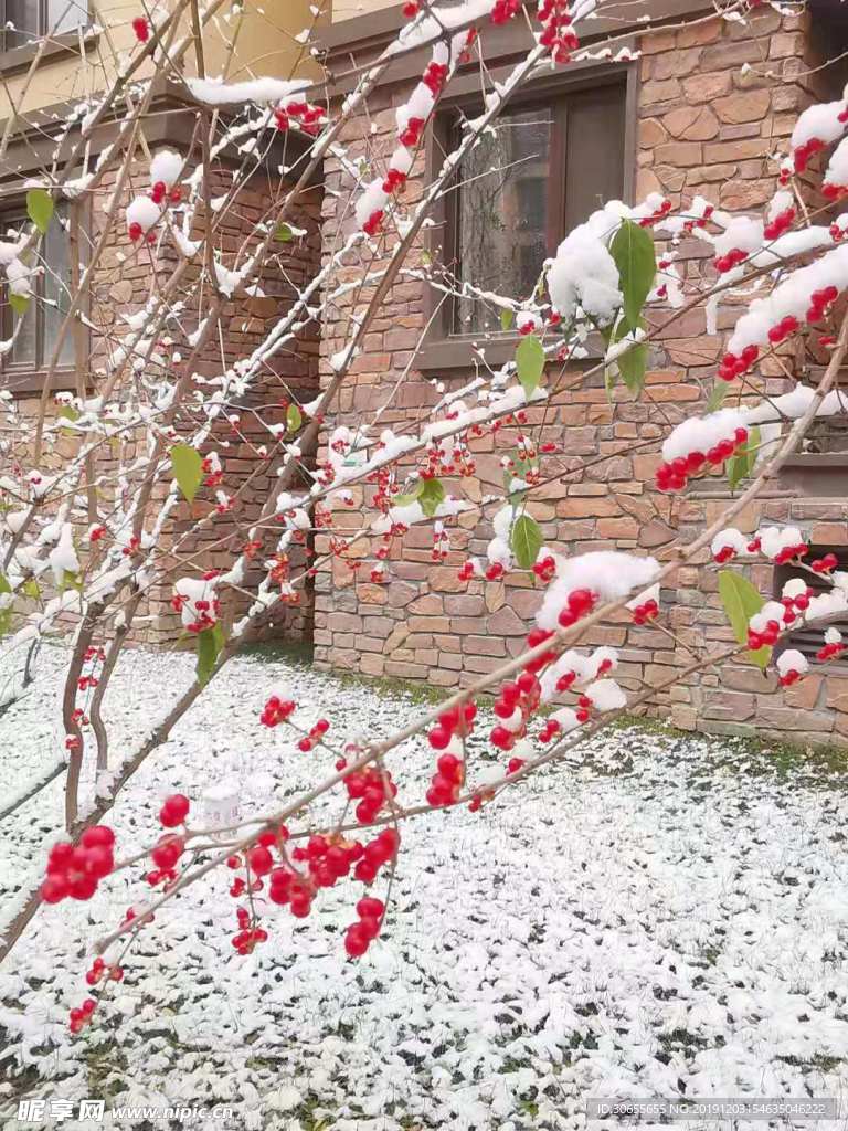 雪 果